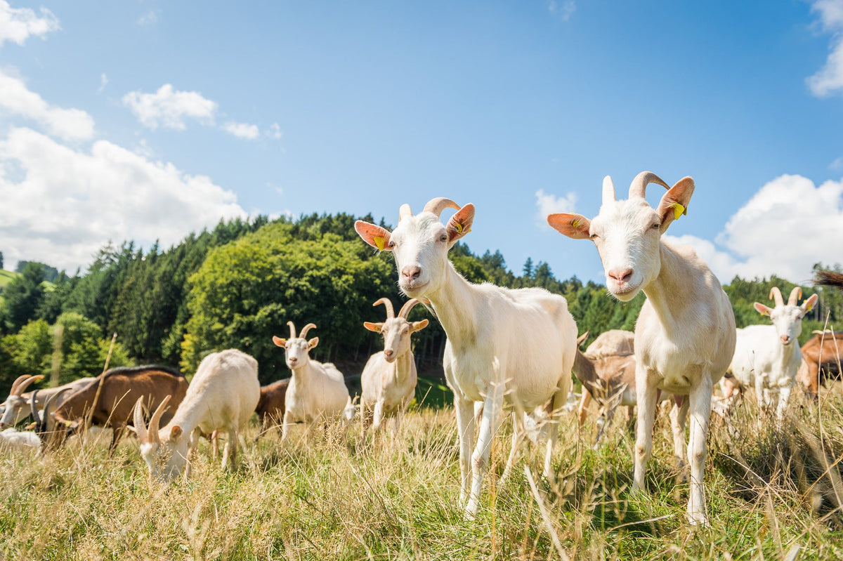 Goat Milk Formula