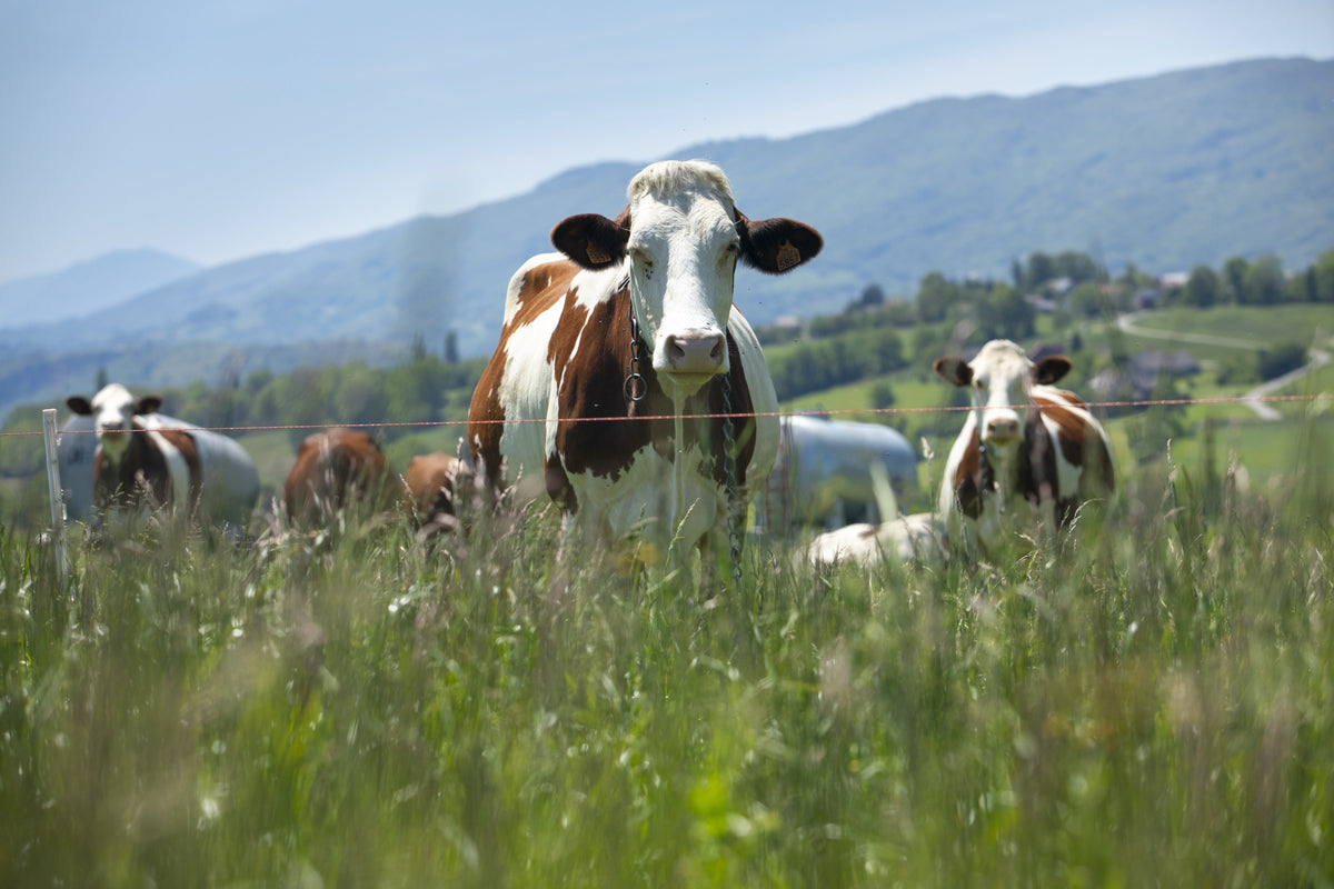 Cow Milk Formula